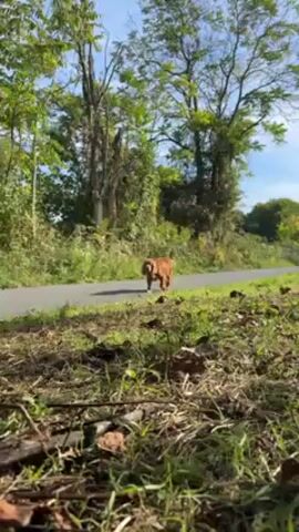 A brown dog with floppy ears walks from right to left along a grey paved path that is slightly raised above the rough grassy area in the foreground. The dog appears to have something in its mouth, possibly a stick or leaves.  Trees are visible along the sides of the path, and the sky is blue with some white clouds. The camera is positioned low to the ground, providing a ground-level view of the scene.