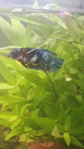 A betta fish swims in an aquarium. The fish has patches of white, red, and blue on its body and fins. It is surrounded by green aquatic plants. At the top of the tank, a line of small, brown pellets floats on the surface. The fish appears to be nibbling at something near the surface.