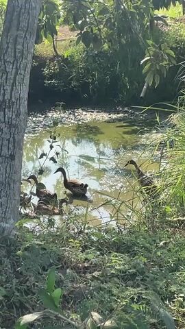 A group of ducks swims in a murky pond surrounded by lush green foliage and trees. The water has a greenish tint and appears to be somewhat stagnant, with some debris floating on the surface. Sunlight filters through the leaves, creating dappled patterns on the water and the surrounding vegetation. A large tree trunk is prominently visible on the left side of the frame, its rough bark textured by the light. The overall scene depicts a natural, somewhat overgrown environment with the ducks as the central focus of activity.