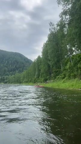 A person in a red raft on a dark green river is seen from the water's surface. The raft is close to the shore, where tall green trees grow densely on a steep hill. The sky is overcast with gray clouds. The person in the raft appears to be interacting with something or someone white in the raft.