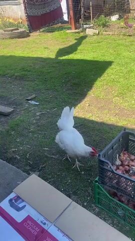 The video shows a chicken in a backyard. The chicken is white and is pecking around a crate of onions. The backyard is grassy and has a wooden fence. There is also a shed in the background. A red and burgundy patterned towel is hanging on a clothesline. The sky is blue and the sun is shining.