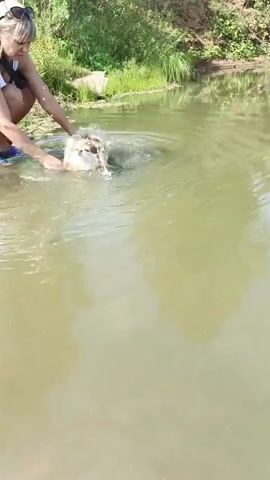 A person kneels at the edge of murky water as a dog swims. The person's hands are in the water, and they appear to be washing the dog. The dog is partially submerged, with its head and forequarters visible. Green foliage and a muddy bank are visible on the left side of the frame. The water is rippling, indicating movement. The lighting suggests it is daytime.