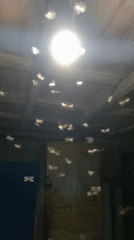 Moths swarm ceiling light in Lhokseumawe room
