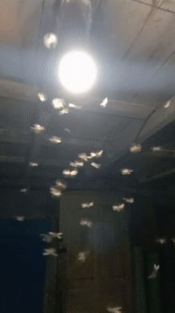 Moths swarm ceiling light in Lhokseumawe room