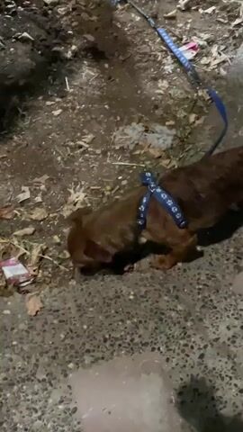 A small, brown dog wearing a blue harness with paw prints is on a leash, sniffing the ground at night. The dog is in an outdoor area with dry leaves, dirt, and some trash visible on the ground next to a concrete path. The dog then lifts its leg to urinate. The scene is dimly lit, suggesting nighttime. The location is Dkhissa, Morocco.