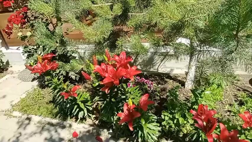 The video shows a close-up view of a flower bed with several red lilies and pink roses. The flowers are in full bloom and appear to be healthy. The flower bed is located in front of a wall, and there is a pine tree to the left of the frame. The sun is shining, and the lighting is bright. The camera pans slowly across the flower bed, allowing the viewer to see the different types of flowers and their colors. The video is approximately four seconds long.