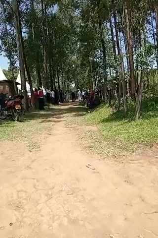 The video shows a dirt path lined with tall trees, leading towards a gathering of people under white tents.  A motorcycle is parked near the path.  Some people are standing, others are sitting near the base of the trees. The sky is blue.