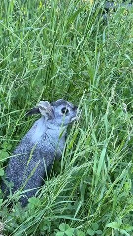A grey rabbit sits amongst tall green grass and clover. Its ears are perked, and its nose twitches as it looks around. The rabbit is partially obscured by the foliage, but its face and front paws are clearly visible. The video is shot from a slightly elevated angle, looking down at the rabbit. The lighting is natural, suggesting it is daytime.
