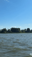 Lazy summer day at a Votkinsk lakeside dacha with a Pomeranian