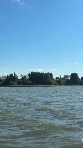 Lazy summer day at a Votkinsk lakeside dacha with a Pomeranian