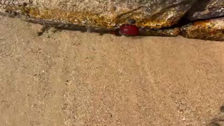 The camera looks down upon a sandy beach. Water moves across the sand, filling in the space between the rock on the right, which contains a red mass nestled underneath it, and a smaller rock on the left. The water is clear enough to see the texture of the sand underneath.