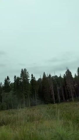 The video shows a view from a vehicle moving through a forest with tall trees and green grass. The sky is overcast and grey. The trees are a mix of evergreen and deciduous types. There is a white and red striped pole visible on the left side of the screen at the beginning of the video.