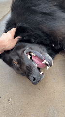 Playful black dog enjoys petting session by Kama River