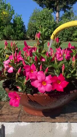 A yellow hose is watering a potted plant with pink flowers. The pot is brown and sits on a stone ledge. In the background, there are trees and a clear blue sky.