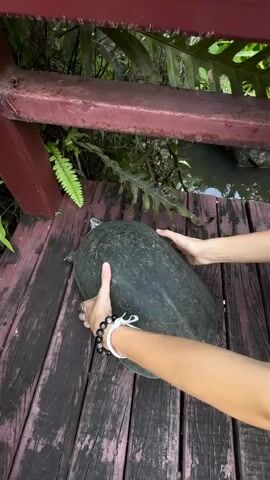 A person's hands are gently holding a large, dark-colored turtle on a wooden deck. The turtle is positioned horizontally, with its head visible on the left side of the frame. The person's hands are around the sides of the turtle's shell, appearing to support or move it. The background features lush green foliage and a body of water, suggesting an outdoor, natural setting. A red railing is visible above the turtle and deck. The person is wearing bracelets and rings.