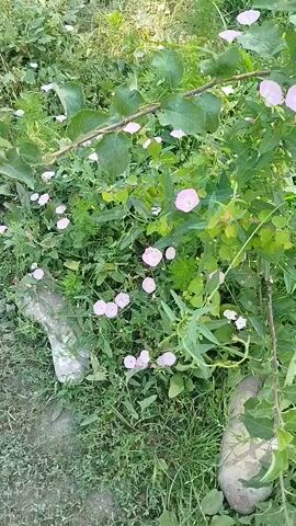 The video shows a close-up view of a patch of ground covered in greenery and small pink flowers. Several light-colored, elongated objects, possibly plastic bottles or pieces of debris, are partially visible amongst the plants. The camera pans slightly, revealing more of the dense vegetation and the scattered flowers. The overall impression is a natural, overgrown outdoor setting.