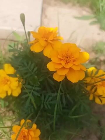 The video displays a garden with various flowers and greenery. In the first clip, yellow marigolds with dark green foliage are shown. The second clip features striped purple and white petunias, along with green grass and dirt. The third clip shows more of the striped petunias in a garden setting with dirt and grass. The fourth clip presents red and orange marigolds with green leaves and buds, surrounded by dirt and grass. The final clip zooms in on a marigold plant with red and orange flowers and green leaves, situated in dirt with some grass. The overall environment appears to be an outdoor garden with natural lighting.
