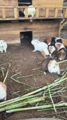 Guinea pigs and an ostrich at a rural Vietnam animal enclosure