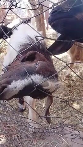 The video shows two goats at a fence. One goat is brown and white, and the other is black and brown. The brown and white goat has its head and neck through the fence, and is eating some green leaves. The black and brown goat is partially visible behind the brown and white goat, and also appears to be eating. The goats are in an outdoor area with hay on the ground.