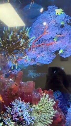 A video shows a close-up of an aquarium with vibrant coral and fish. Several small, yellow-green fish swim among large, purple, fan-shaped coral structures and smaller, green and red corals. The reflection of a person holding a phone or camera is visible on the glass of the aquarium, taking the video. The lighting appears to be artificial, illuminating the colorful underwater scene.