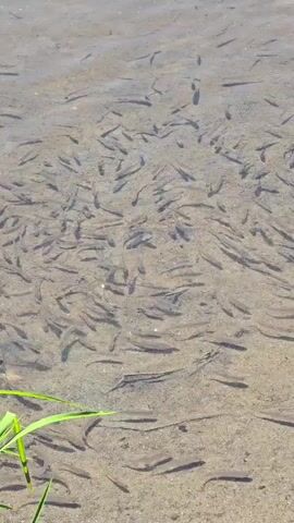 A school of small fish swim in shallow, clear water over a sandy bottom. A few blades of green grass are visible in the lower left corner of the frame. The fish are mostly dark gray or silver and are swimming in a disorganized group. Sunlight reflects off the water's surface in several places. The video appears to be filmed from above, looking down into the water.