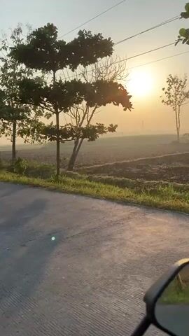 This is a first-person perspective video taken from a moving vehicle, likely a motorcycle, as evidenced by the handlebar and side mirror visible in the foreground. The video captures a serene sunrise scene. The sun is a bright, hazy orb in the pale sky, casting a warm, golden light over the landscape. In the middle ground, there are fields that appear to be either recently plowed or planted, with some areas of green vegetation. A dirt road or path is visible running through the fields, and there are utility poles with electrical wires stretching across the frame. Two trees are prominent in the foreground, with one particularly large tree on the right whose leaves are illuminated by the rising sun, creating dappled shadows on the road. The overall atmosphere is tranquil and pastoral, suggesting a rural setting at the beginning of a new day.