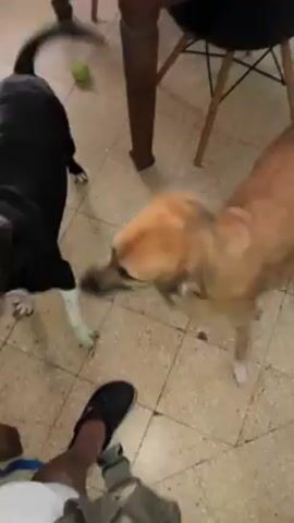 In a home indoor setting, two dogs appear excited and bark at a person holding a camera. The floor is tiled, and a table and chair are visible in the background. One dog is black with a white face and appears to be aggressively barking and wagging its tail. The other dog is tan-colored and places its paws on the person’s arm, seemingly begging or trying to get attention. The person is wearing a green jacket. A green tennis ball is seen near the black dog.
