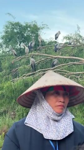 A person wearing a conical hat and a light-colored scarf is in the foreground, facing towards the right. Behind them, a tree is filled with numerous large, gray birds perched on its branches. The tree is situated in a lush green environment with water in the lower right corner and a cloudy sky above. The person appears to be on a boat, looking up at the birds.