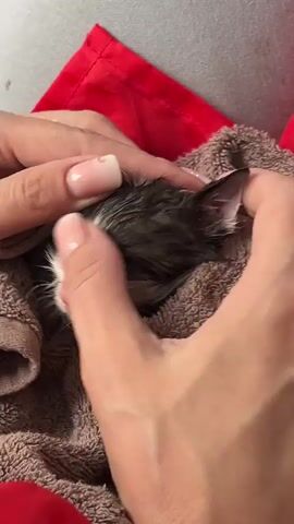 A close-up overhead shot shows a pair of human hands gently cleaning the face of a very small, wet kitten. The kitten is lying on a brown towel, which is partially covered by a bright red piece of fabric. The hands are carefully using their fingertips to clean around the kitten's eyes and nose. The kitten appears to be sleeping or very still. The focus is tight on the kitten's head and the hands interacting with it.