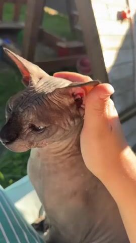 A close-up video shows a hairless Sphynx cat sitting outdoors in the sunlight. A person's hand is gently petting the cat's head and neck. The cat has wrinkled skin and large ears. The background shows green grass, a wooden structure, and some colorful objects, suggesting a backyard setting. The video is brief, with the cat remaining still while being petted.