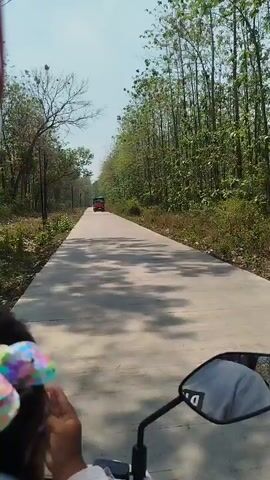The video shows a view from a motorcycle riding on a paved road. On the left side of the road, there is dry vegetation and trees. On the right side, there is a dense forest of tall, slender trees. In the distance, a red truck with a load in its bed is approaching. As the motorcycle gets closer to the truck, it becomes clear that the truck has an Indonesian flag attached to its cargo. The truck appears to be moving at a slow pace. The sky is clear and bright, indicating a sunny day. The road is mostly empty, with only the truck as another vehicle in sight. The camera is positioned low, suggesting it is mounted on the motorcycle.