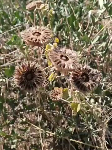 This is a close-up video of dried flowers. The flowers are brown and have a circular, segmented shape, resembling a wheel with spokes. Some of the flowers are in focus, while others are slightly blurred, indicating a shallow depth of field. The background is a dense thicket of green foliage and dry stems, suggesting an outdoor natural environment. The lighting is natural, indicating it was filmed outdoors during the day. There are no people or animals visible in the video. The camera appears to be stationary or is panning very slowly across the flowers.