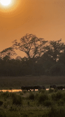 Water buffalo graze at sunset near Rajapur waterway