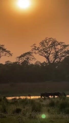 The video shows a herd of animals, possibly water buffalo, grazing near a body of water at sunset. The sky is a bright orange from the setting sun. Trees are silhouetted against the sky in the background. The animals are dark in color and appear to be grazing on tall grass near the water.