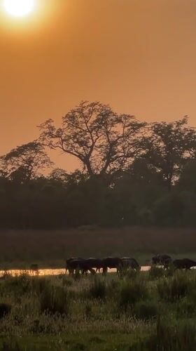 Water buffalo graze at sunset near Rajapur waterway