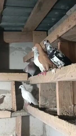 This video captures a collection of pigeons within a coop, likely a pigeon loft, located in Zakrzewo-Kopijki, Poland. The structure is made of rough wooden planks and beams, forming shelves and partitions, suggesting a rustic and functional design. The walls appear to be concrete blocks.

Several pigeons are visible, showcasing a variety of plumage. There are white pigeons, a tan or light brown pigeon, and one with a striking black and white speckled pattern. In one instance, a white pigeon with prominent tail feathers is seen in flight, its wings spread wide. Another white pigeon is perched on a wooden shelf, looking forward. The lighting suggests it is daytime, with natural light filtering into the coop.

The pigeons are observed resting on the wooden shelves, appearing calm and settled in their environment. The overall impression is one of a quiet, domestic scene within a pigeon breeding or keeping facility. There is no visible text in the media.