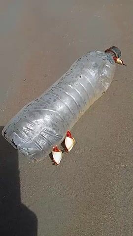 A clear plastic bottle lies on a wet sandy surface. Three goose barnacles are attached to the bottle; two are near the bottom, and one is near the cap. Each barnacle extends and retracts its cirri, actively filtering the water. The bottle itself remains stationary throughout the video.