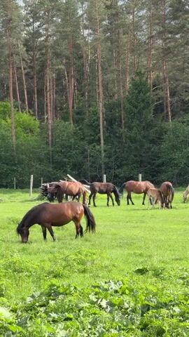 The video shows a group of horses grazing in a green field near a forest. There are about eight horses of various shades of brown and one light-colored horse. They are scattered across the field, with some closer to the camera and others near the edge of the forest. The forest is dense, with tall pine trees dominating the background. The sky is overcast, providing soft lighting over the scene. The field appears to be well-maintained pastureland.