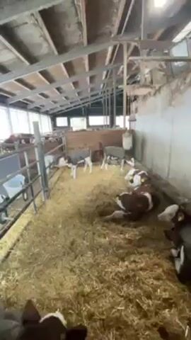 The video shows the inside of a barn. On the left side are individual metal stalls with feeding stations. There are several calves in the stalls. On the right side, there are more calves resting on a bed of straw.  The barn has a metal and wooden roof and there are windows along the back wall.  The person filming is holding a small calf and moving along a barrier, passing the animal to the calves on the other side.  The calf in the person's hands is brown and white.