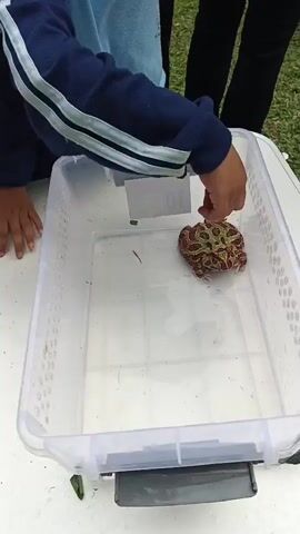 The video shows a group of children interacting with animals outdoors. In the first frame, a child is looking into a clear plastic container where a large frog with a patterned green and brown body is visible. In the subsequent frames, the scene shifts to a table where several children are petting and feeding rabbits. There is a white rabbit and two black rabbits on the table, which is covered with green leaves and some decorative pink and green foliage. The children are wearing casual clothing, and some appear to be wearing school uniforms. The environment suggests an outdoor event, possibly a school field trip or an animal petting zoo, with grass and other people visible in the background. The children are actively engaged with the rabbits, some offering them food from their hands. The overall atmosphere seems to be one of gentle interaction and learning about animals.