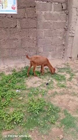 A brown goat stands and grazes on a patch of grass near a brick wall. The goat has short horns and a short tail that it wags. The area is a mix of sand and green vegetation.  The video is taken with a "TECNOSPARK 20" device.