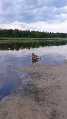 A duck and its ducklings stand in shallow water near a sandy shore. A line of trees forms the background, with a cloudy sky overhead.