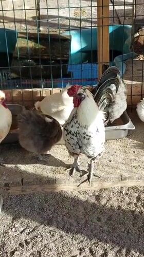 Poultry pen and caged lynx, two animals in enclosures