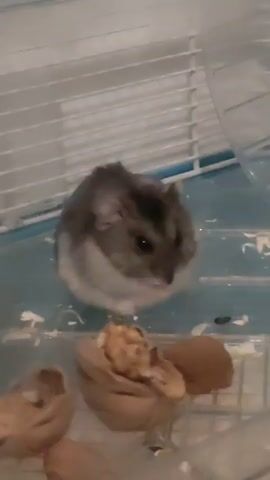 A hamster sits in a cage. There are pieces of food in front of the hamster, one of which is partially eaten. The cage is made of white bars and has a blue plastic bottom.