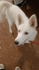 White dog on red leash interacts with owner in Pampatar