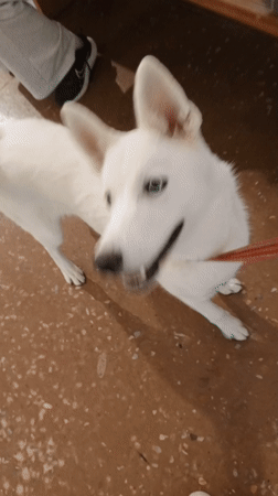 White dog on red leash interacts with owner in Pampatar