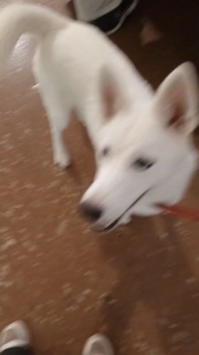 White dog on red leash interacts with owner in Pampatar