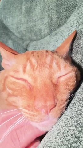 This is a close-up video of an orange tabby cat sleeping. The cat is nestled in a soft, textured green blanket. A person's hand is gently stroking the cat's chin and cheek, causing its whiskers to move slightly. The cat's eyes are closed, and its mouth is slightly open, suggesting it is deeply relaxed and possibly purring. The lighting is warm and appears to be from an indoor source, indicating it is likely daytime or evening within a home. The cat's fur is a vibrant orange with distinct tabby markings. The overall mood is peaceful and affectionate, highlighting the bond between the person and the pet. There is no visible text in the video. The location context provided is Simonikha, Russia, but there are no visual cues within the video itself to confirm this specific location.