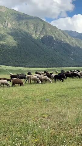 A flock of sheep graze in a grassy meadow with a forested mountain range in the background. The sky is partly cloudy. The sheep are a mix of black and white. The camera is stationary.
