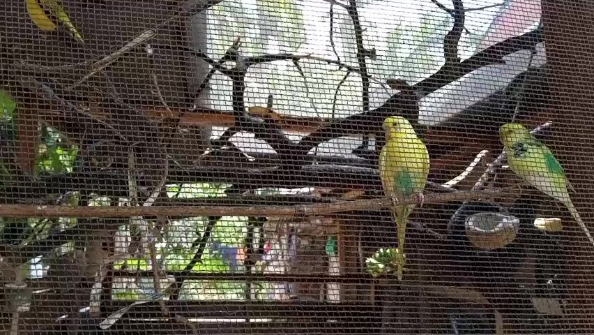 The video shows several budgies in an outdoor aviary. The aviary is enclosed by a dark mesh material. Inside, there are several branches and twigs for the birds to perch on. Some of the branches are bare, while others have green leaves. In the foreground, two budgies are clearly visible. One is a bright yellow budgie perched on a horizontal branch, facing to the right. It has green markings on its wings and chest. To its right, slightly behind and higher up, is another budgie that appears to be mostly green with yellow markings. This budgie is facing to the left. Further to the left, a yellow budgie is perched on a vertical branch. In the background, the aviary is filled with more branches and foliage. Through the mesh, it's possible to see dappled sunlight filtering through trees, suggesting an outdoor environment. A coconut shell with a hole in it, likely a nesting box, is visible to the right of the yellow budgie in the foreground. The overall impression is of a naturalistic setting for the birds.